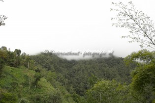 Jamaica_Blue Mountain-103.jpg