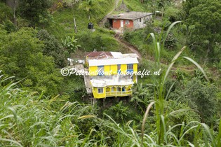 Jamaica_Blue Mountain-109.jpg
