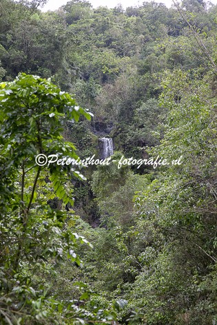 Jamaica_Blue Mountain-116.jpg
